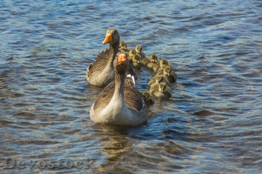 Devostock Geese Nature Lake Family