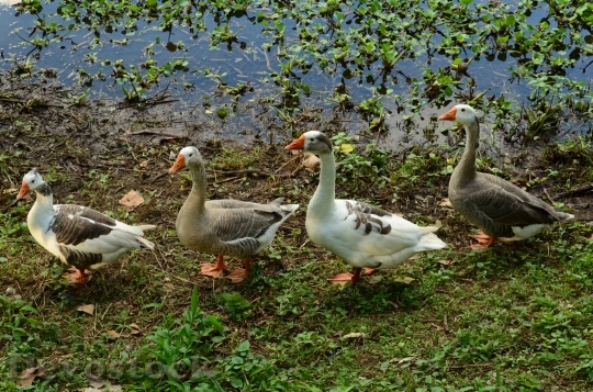 Devostock Geese Nature Row Feathers