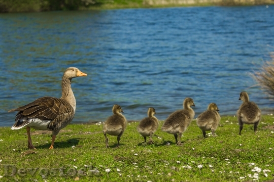 Devostock Geese River Family Spring