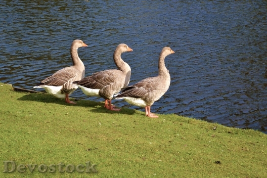 Devostock Geese Water Pond Bird