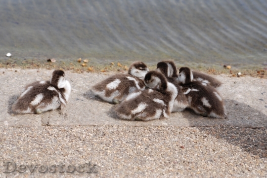 Devostock Geese Waterfowl Gosling Chicks 0