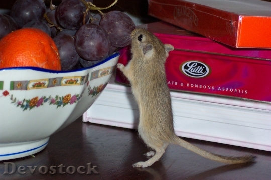 Devostock Gerbil Greedy Fruit Mouse