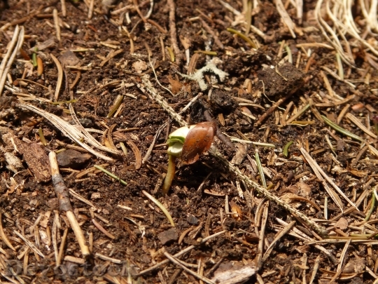 Devostock Germ Seedling Scion Forest 1
