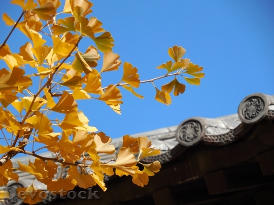 Devostock Ginkgo Leaves Fall Autumn