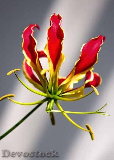 Devostock Gloriosa Flower Climber Plant