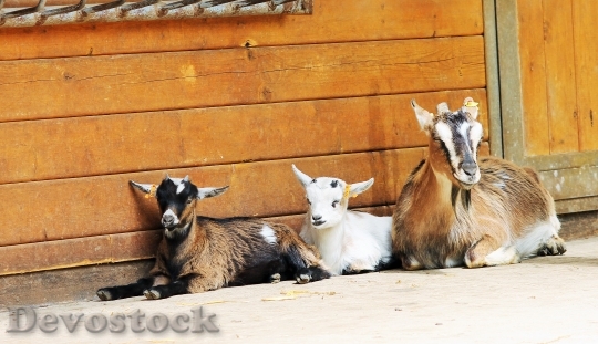 Devostock Goats Relaxed Family 816175
