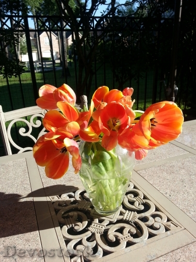 Devostock Golden Tulips Colorful Sunlight