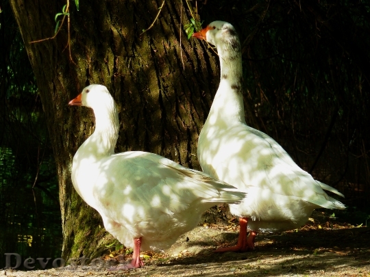 Devostock Goose Duck Bird Goose