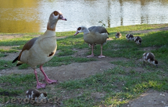 Devostock Goose Family Pond Spring