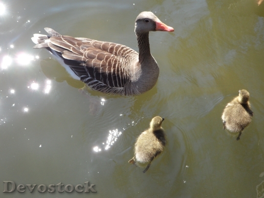 Devostock Goose Geese Goose Family 0