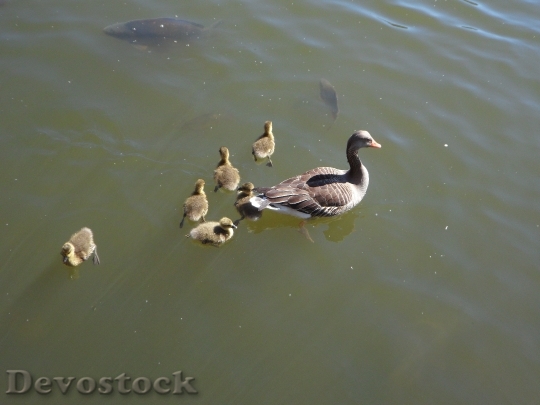 Devostock Goose Geese Goose Family