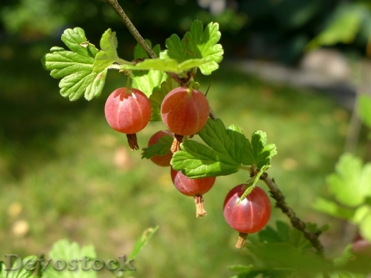 Devostock Gooseberries Berry Branch Bush