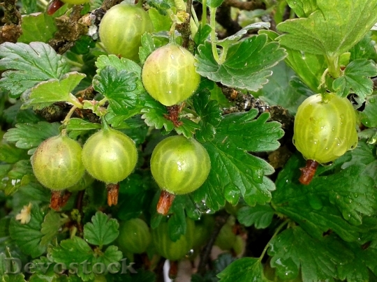 Devostock Gooseberries Fruit Type Fruit
