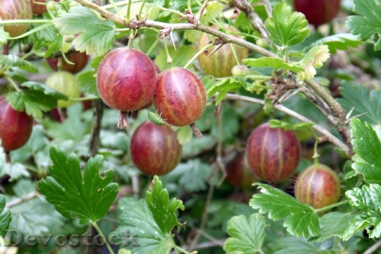 Devostock Gooseberry Berries Soft Fruit