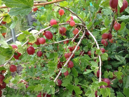Devostock Gooseberry Berry Food Fruit