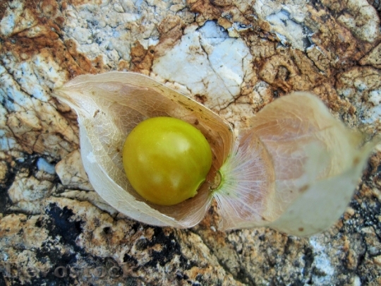 Devostock Gooseberry Cape Dry Fruit