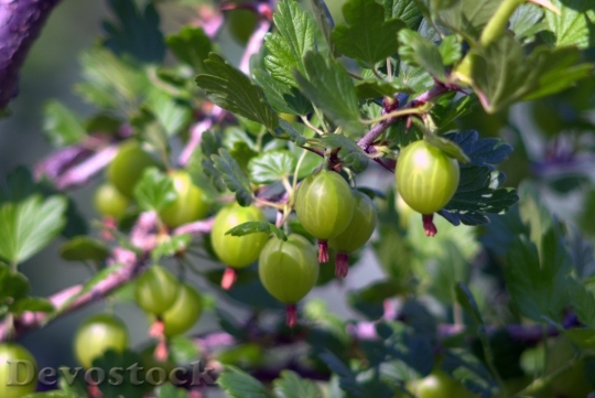 Devostock Gooseberry Fruit Lean Green