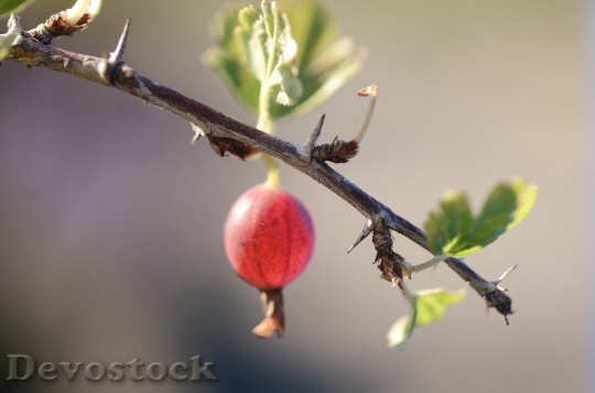 Devostock Gooseberry Fruits Red Spring 0
