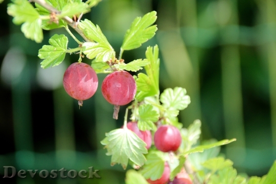 Devostock Gooseberry Ribes Uva Crispa
