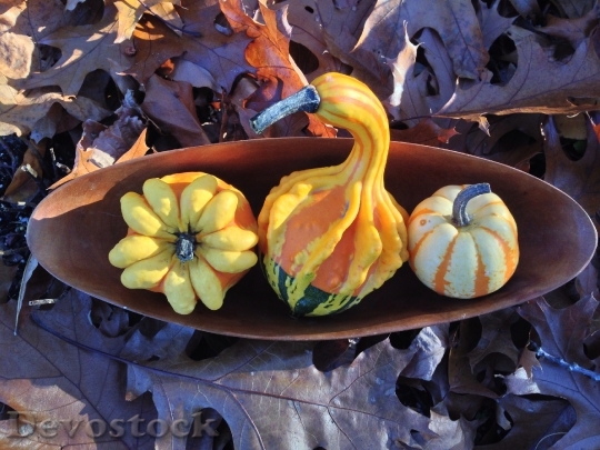 Devostock Gourd Autumn Harvest Fall