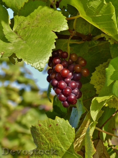 Devostock Grape Autumn Red Vineyard