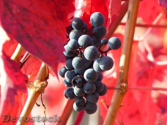 Devostock Grape Grapes Fruit Vine 1