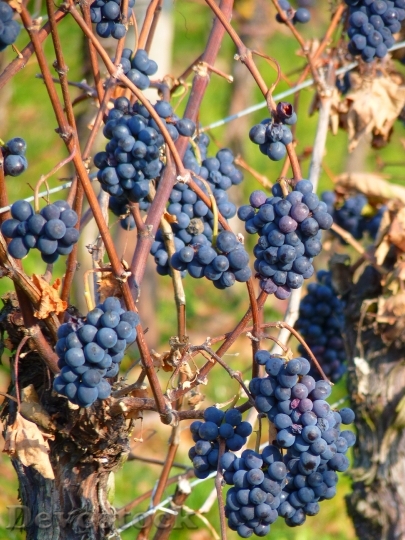 Devostock Grape Grapes Fruit Vine 11