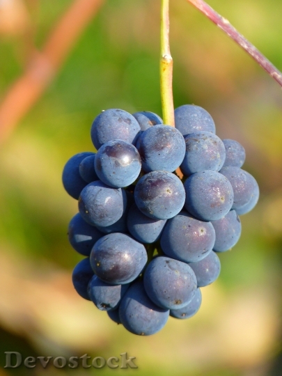 Devostock Grape Grapes Fruit Vine 8