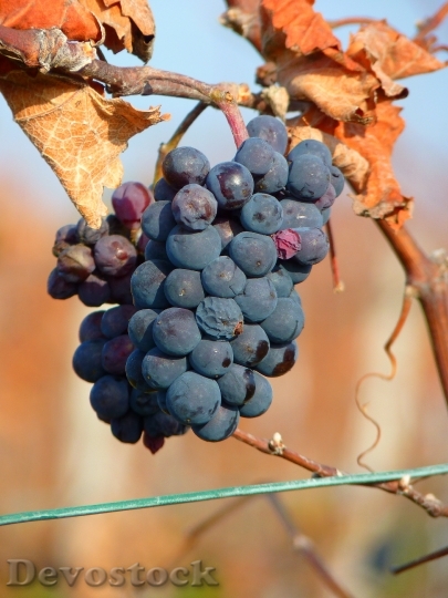 Devostock Grape Grapes Fruit Vine 9