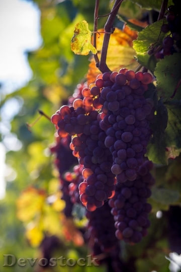 Devostock Grape Grapes Wine Berries