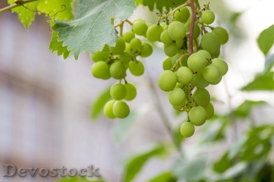 Devostock Grape Green Fruit Gain 0