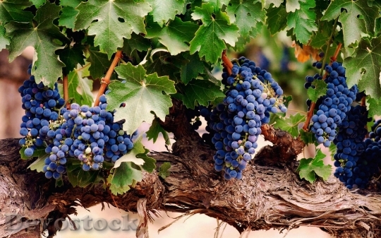 Devostock Grape Planting Purple Wine 0