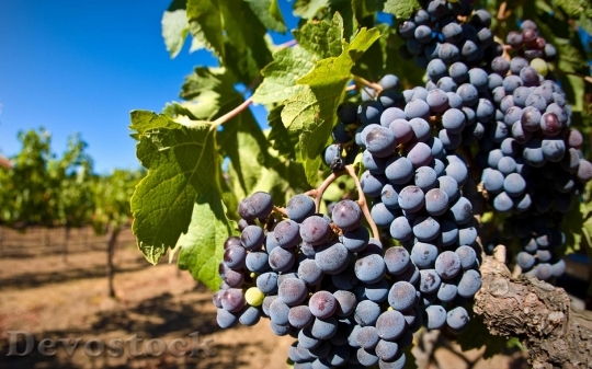 Devostock Grape Planting Purple Wine 1