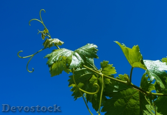 Devostock Grape Vine Parra Vineyard