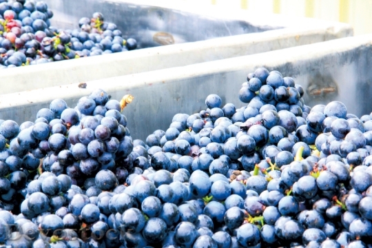 Devostock Grape Vineyard