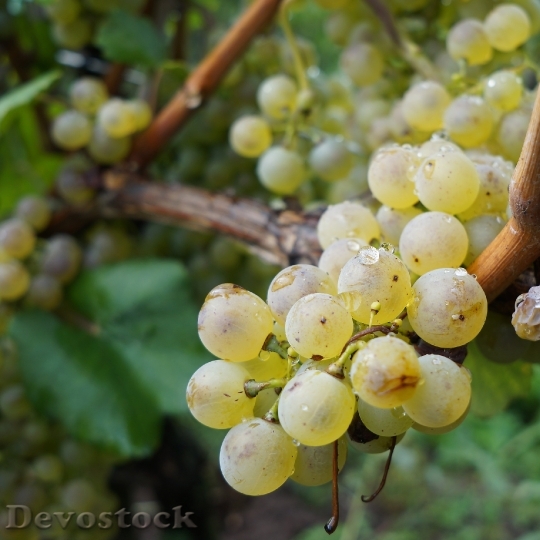 Devostock Grape White Grapes Fruit