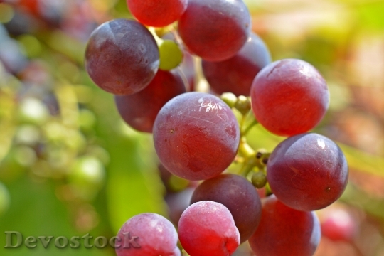 Devostock Grape Wine Winegrowing Grapes