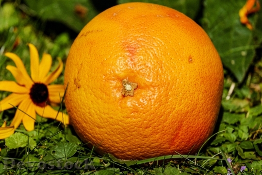 Devostock Grapefruit Fruit Vitamins 1647507