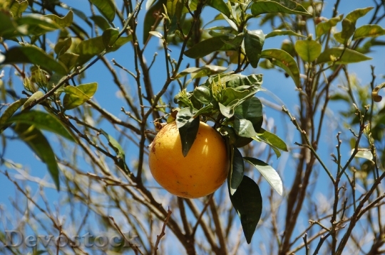 Devostock Grapefruit Pomelo Citrus Yellow