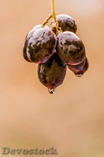 Devostock Grapes Black Food Fruit