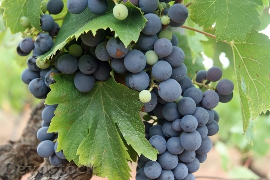 Devostock Grapes Black Fruit Vineyard 1