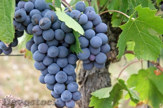Devostock Grapes Black Fruit Vineyard