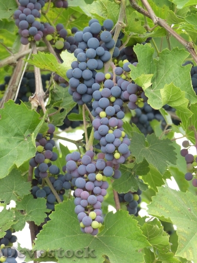 Devostock Grapes Blue Vine Colors