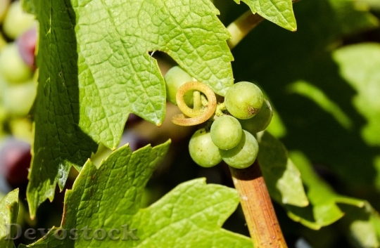 Devostock Grapes Fruit Green Grapes 1
