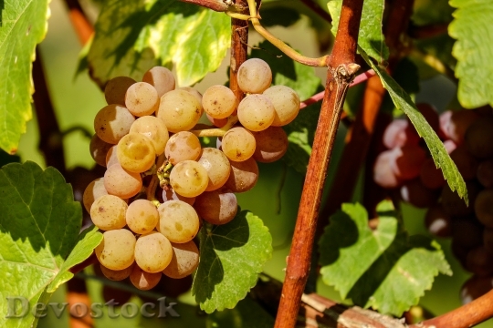 Devostock Grapes Fruit Sweet Vine