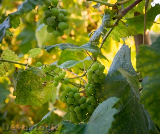Devostock Grapes Fruit Vine Food