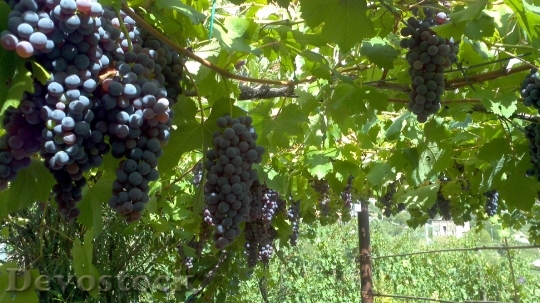 Devostock Grapes Grapevine Agricultural Fruit