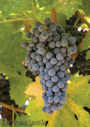 Devostock Grapes Grapevine Agriculture Winery 1