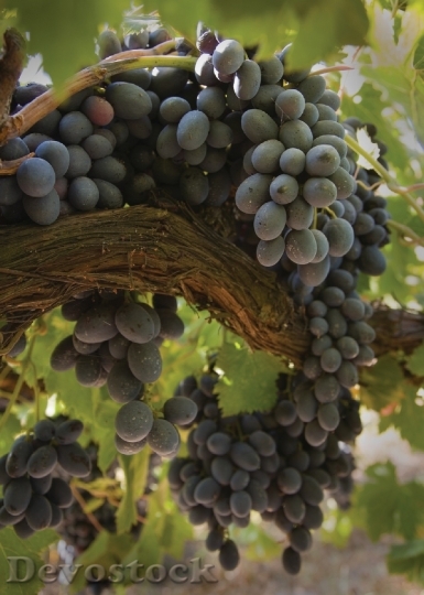 Devostock Grapes Grapevine Agriculture Winery 2