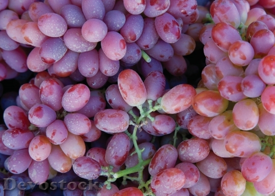 Devostock Grapes Grapevine Agriculture Winery 3